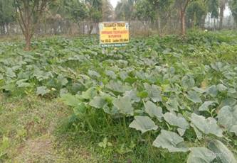 hort5